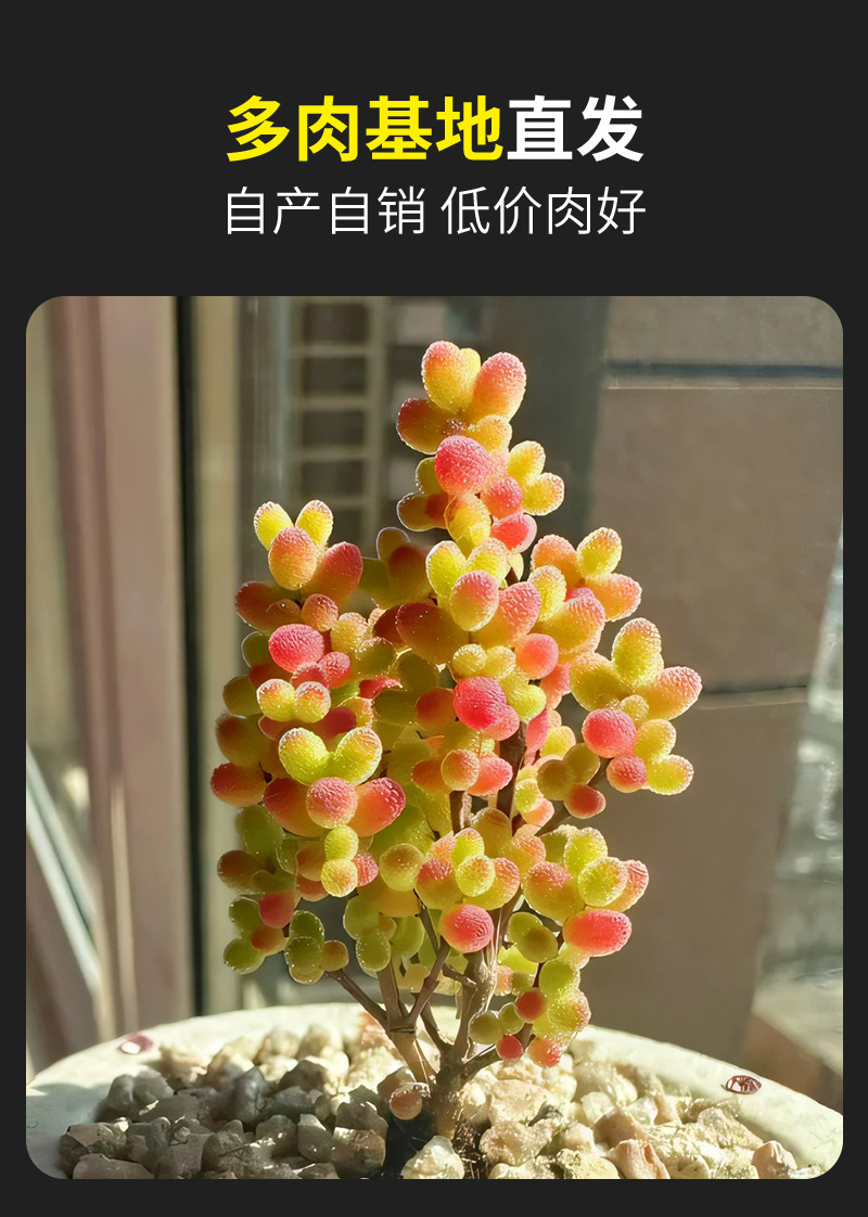 糖球枝干番杏多肉植物花卉小盆栽稀有品种名贵绿植好养活-阿里巴巴