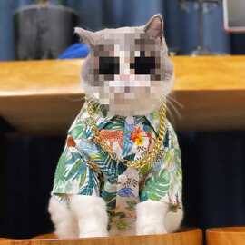 夏季猫咪衣服小型犬薄款泰迪布偶猫蓝白美短猫猫衣服宠物装花衬衫