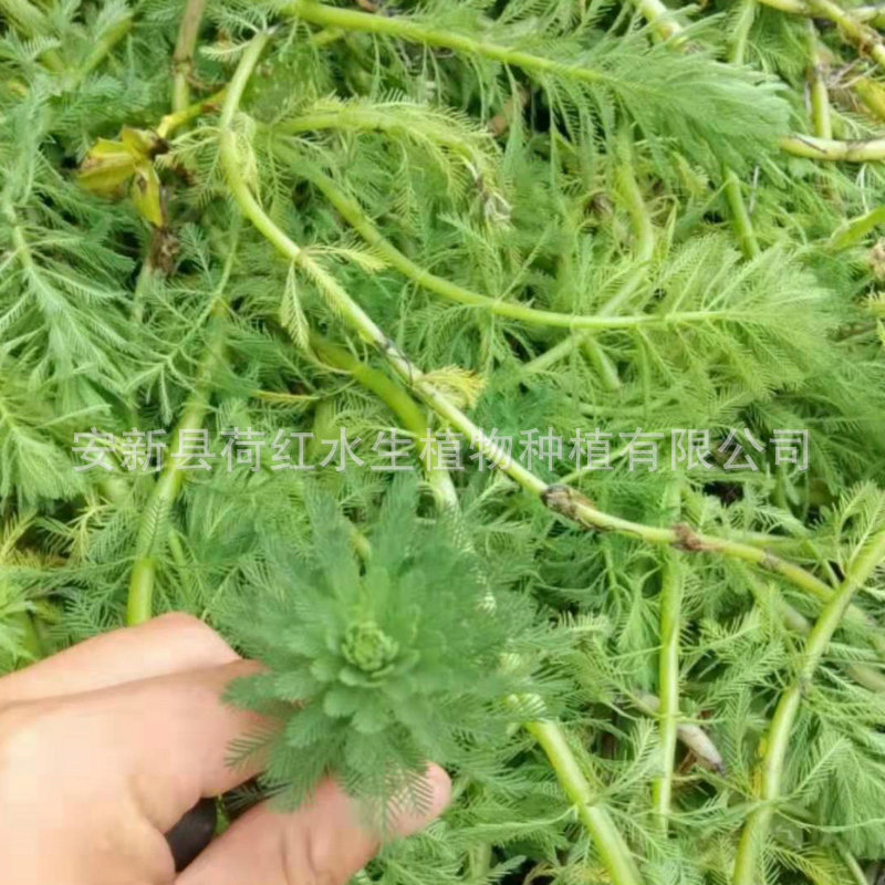 mmexport1568163283919