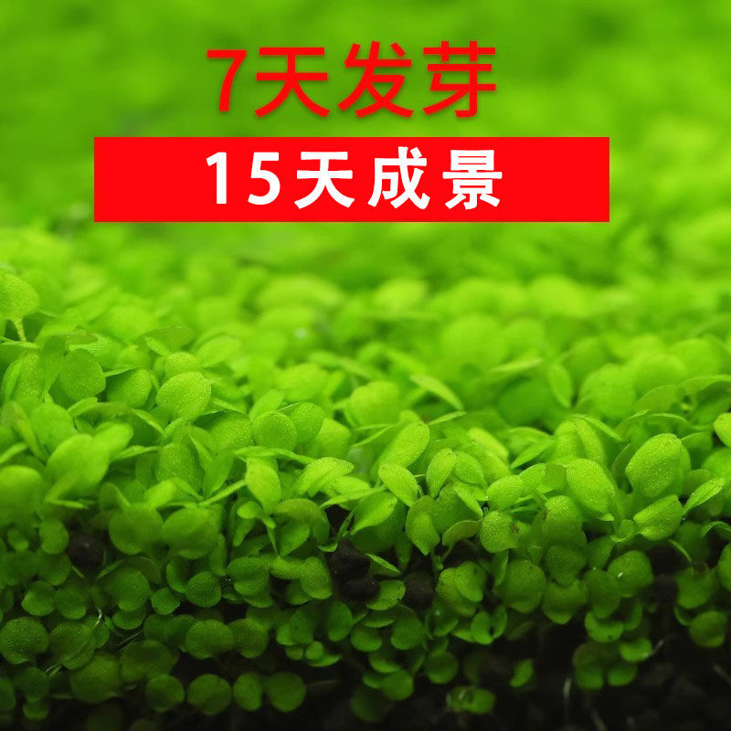 水草鱼缸专用草籽鱼缸造景懒人养鱼净化水质牛毛草爬地矮珍珠种子