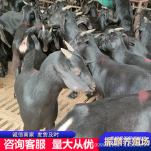 �S�ҳ��ۻ��w��ɽ����� Ŭ�ȁ���ɽ���r�� ��ɽ��r��