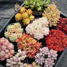 ����ֲ�漢�����b���������Ϙ����^������B��}���軨�ܽM������