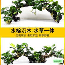 �~���쾰��ľˮ�ݴ��~ˮ��ˮ��ֲ��������ȫ�״���Ř��bGֲ