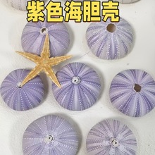 天然紫色海胆壳贝壳地中海装饰旅游工艺品diy挂饰空气凤梨海胆壳