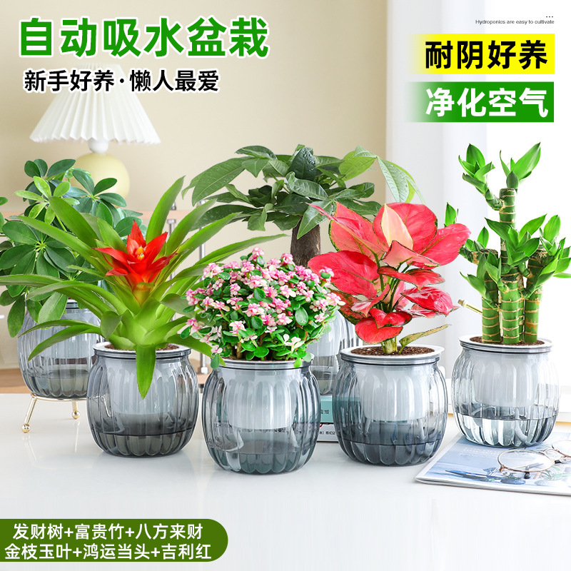 [6 화분 행운 조합] 돈나무 + 행운의 대나무 + 사방에서 오는 부 + 금가지와 옥잎 + 행운 + 상서로운 빨간색