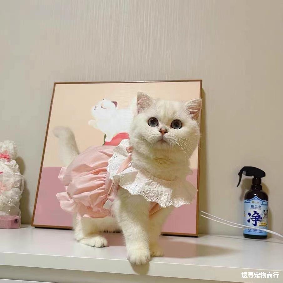 猫咪衣服裙子春夏季可爱马卡龙猫猫幼小猫衣服防掉毛泰迪比熊薄款