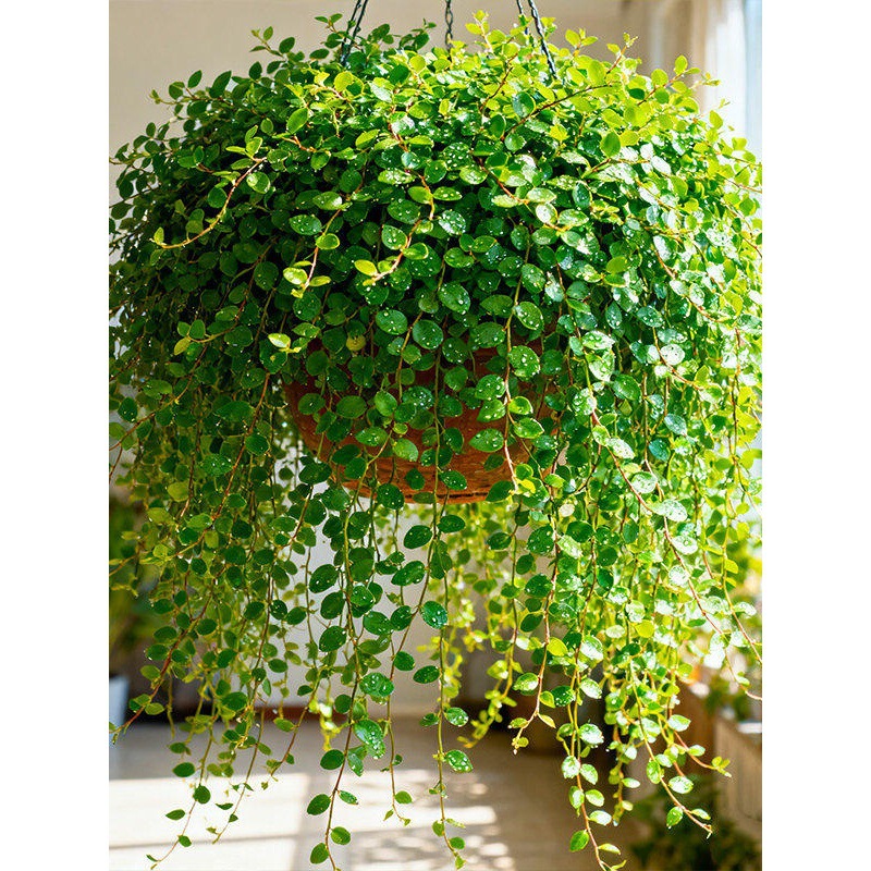 【Buy One Pot and Use It for a Year】Chlorophytum Hanging Plant Green Foliage Decoration for Bread Baking and Cake Decoration, Evergreen All Year Round