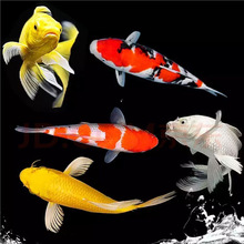 花色锦鲤观赏鱼好养耐活冷水观赏鱼小鱼苗淡水鱼风水招财鱼耐寒冷