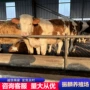 养殖养牛市场肉牛苗