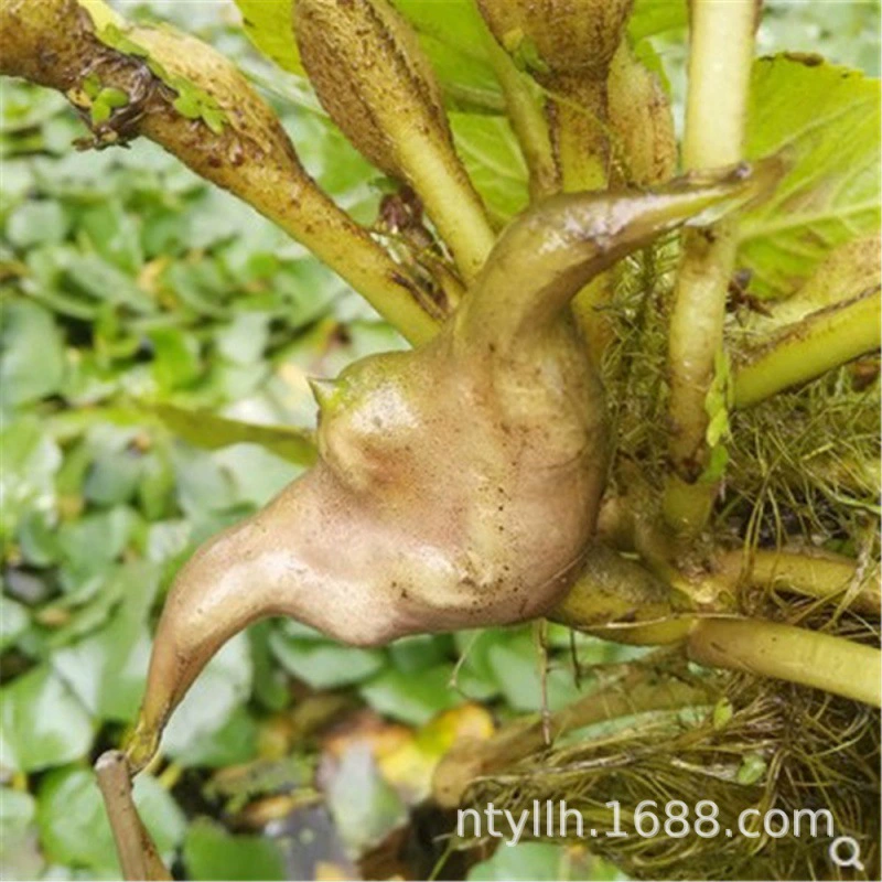 Саженцы водного каштана, прудовые водные растения, саженцы черного водного каштана, саженцы красного водного каштана, саженцы двухугольного красного водного каштана, особо сладкий вкус.