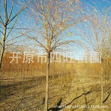 2026东北辽宁速生杨树 银中杨 金枝柳 速生柳规格齐全