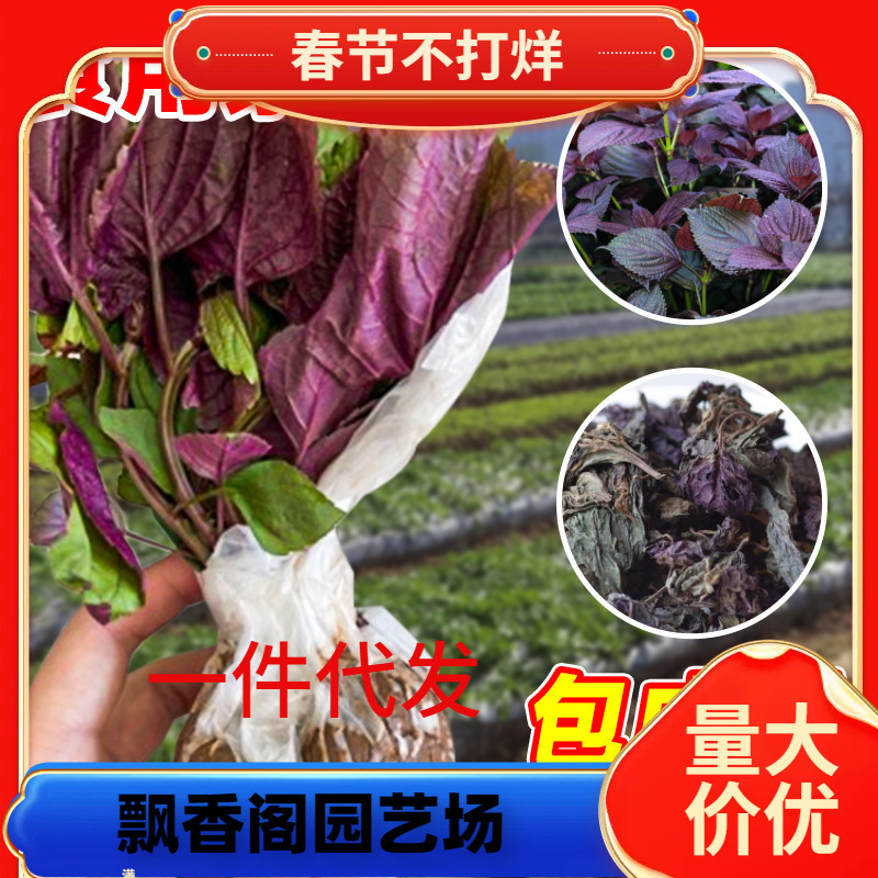 一件代发紫苏苗可食用紫苏籽蔬菜苗大叶盆栽阳台树种植菜种子四季