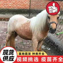 ��������^�p���R ��ͯ�����T��С���R ���^ͶιС���R���U����