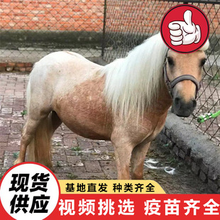 ɽ�|�Bֳ�����۰��R���w ��ͯ�T�˴򿨰��_�R ���N�����R�r��