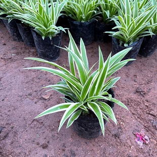 ��߅���m���Ի�������ˮ��ֲ���҃Ⱥ��B���ԾGֲ�G�}�����՚�ֲ��