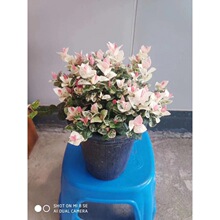 基地直销花叶络石彩叶洛石黄金络石植物盆栽耐热耐寒 盆栽