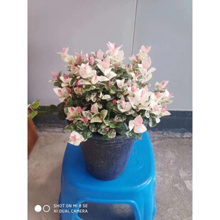 ����ֱ�N���~�jʯ���~��ʯ�S��jʯֲ�������͟��ͺ� ����