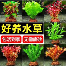 �t��ˮ��ֲ���~���쾰���ˮ�ݸ׃������������ײ�ð����Ժ󾰲�