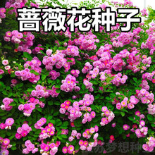 四季播种蔷薇花种子爬藤蔷薇花苗种四季爬墙攀援庭院花卉盆栽植物