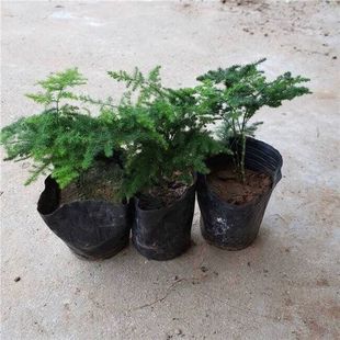 [Yunzhu 4 Pots 8.9] Dwarf Yunzhu and Asparagus Rockery Bonsai Office Desktop Small Potted Plants Are Good for Growing Green Plants