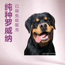罗威纳犬幼犬活体狗狗护卫犬防爆犬大型工作犬搜救犬缉毒犬宠物犬