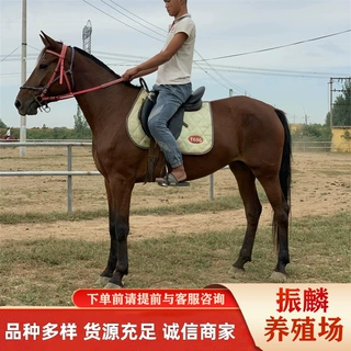 马多少钱一匹供应婚庆用马枣红色的马大型马高价回收骑乘马