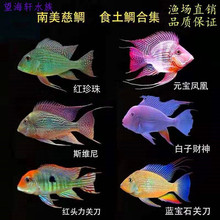 �P���~���w����ʳ����Ԫ���P��˹�S��t�����{��ʯ�P���Ꭷ�^�p�~