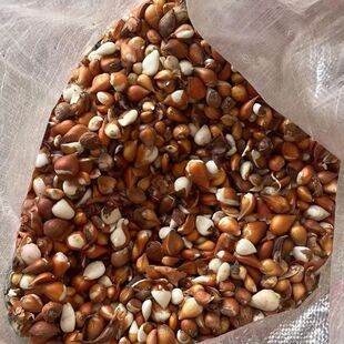 Wholesale Tulip Bulbs, Seedlings, Soil Culture, Hydroponics, Indoor and Outdoor Planting of Tulip Bulbs, Free Shipping