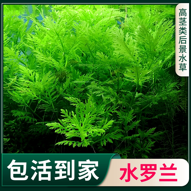 Водные растения для ландшафтного дизайна аквариума, подходящие для ленивых садоводов, включая кислородные растения для средней и задней части аквариума, растения для пресноводного выращивания.