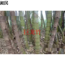 户外竹笋苗大型竹苗竹子竹苗毛竹种植苗巨龙竹鞭楠竹巨龙苗竹庭院