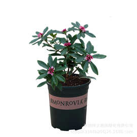 金边瑞香盆栽批发绿植花卉室内桌面盆栽花卉地栽盆栽常青赏花植物