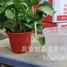 新房吸甲醛净化空气绿萝盆栽室内植物大叶绿箩绿植办公室批发北京