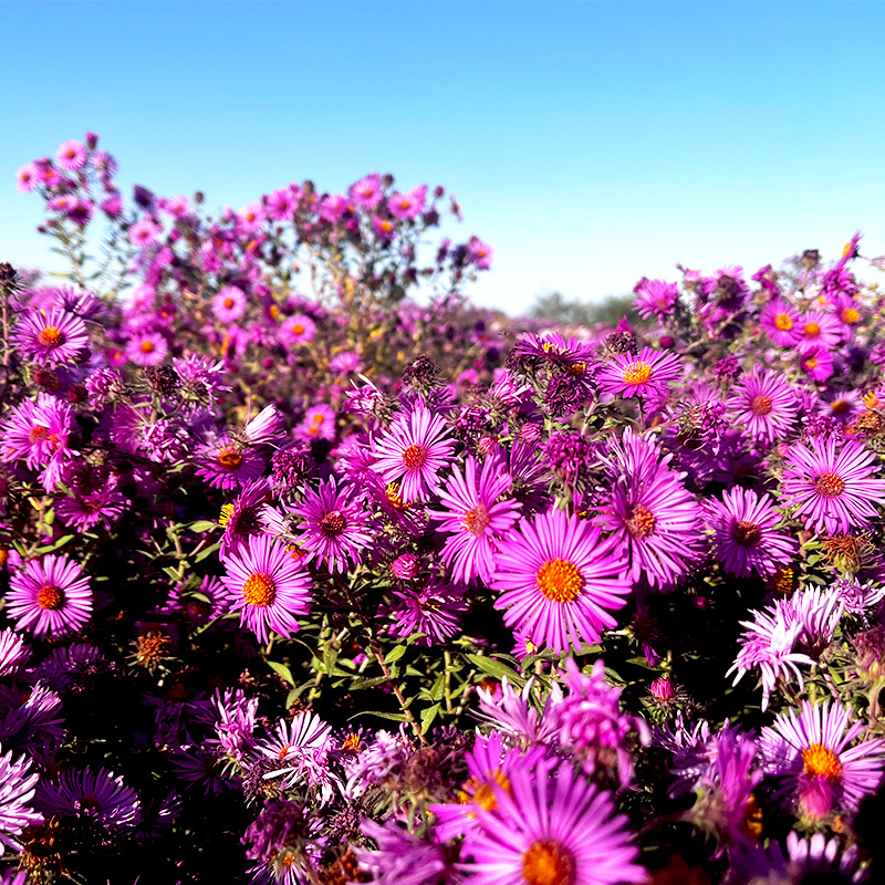 紫菀種子荷蘭菊四季易種室外庭院陽台景觀花海多年生耐寒花籽子