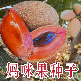 óԋNƷNӼ{ˮ̨ͥԺϱNֲ