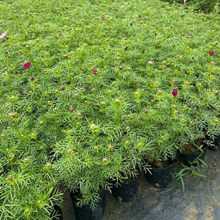 2309 flower beds supply cosmos bag seedlings 10-30cm high nutrition cup seedlings gesang flower courtyard garden flower bed pots