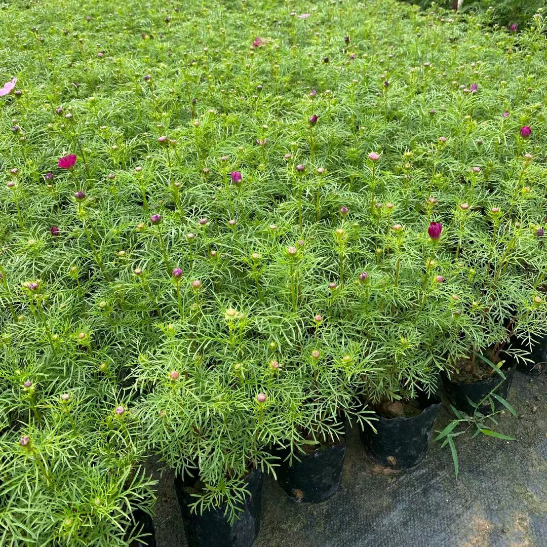 2309 Цветочный сад Поставка Космос мешок саженцы 10-30cm Высокое питание чашки Мяо Гесанг Цветочный двор Садовая клумба Горшок