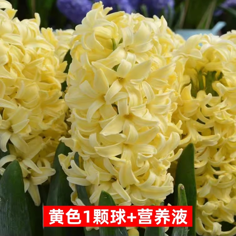 Hidropolimerización de flores con brotes de jacinas gran bola buena para alimentar balcón interior y exterior plantas en maceta tulipán cultivo de suelo