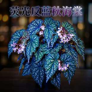 �{ɫ�ɹ��ﺣ���҃���������Gֲ�W�t�^�~ֲ������՚���~�ﺣ��