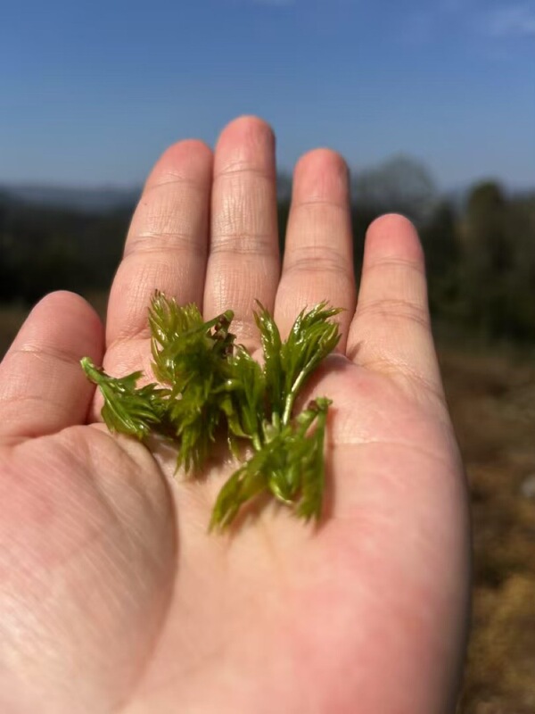 2026 New Tea Is Now Available. Pre-Mingqian Tea from Zhangjiajie, Strong Aroma Loose Leaf Tea, Wholesale Pre-Mingqian Tea