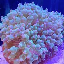 奶嘴海葵小丑鱼共生海葵海缸软体珊瑚绿奶嘴海葵紫点白海葵公主葵