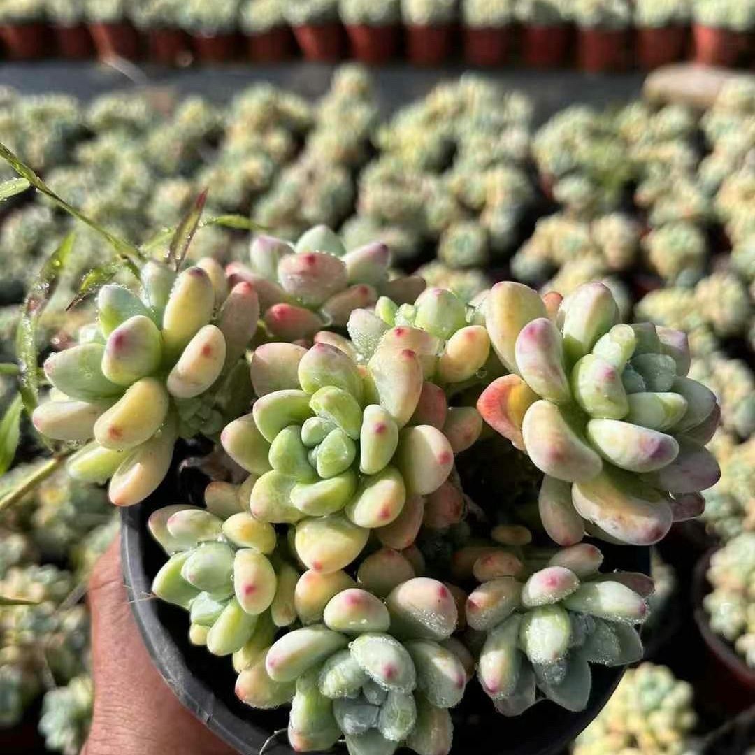 인기있는 라울은 7마리부터 시작됩니다. (화분이 있는 플라스틱 화분이 좋습니다)