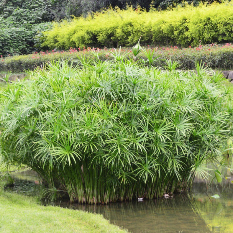 一件代发水竹盆栽 旱伞草风车草室内室外水生植物水池造景草四季-阿里巴巴
