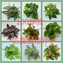 Դ�^�S�� ����ֲ�� ���ϼٻ� ֲ���� �^�z�ָ��~ �����~ �G�}