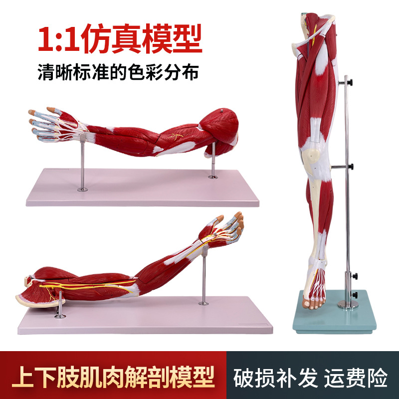 ҽѧ������֫����Ѫ����ģ�� �Ȳ��˶�ϵͳ ��Ȼ����֫�������