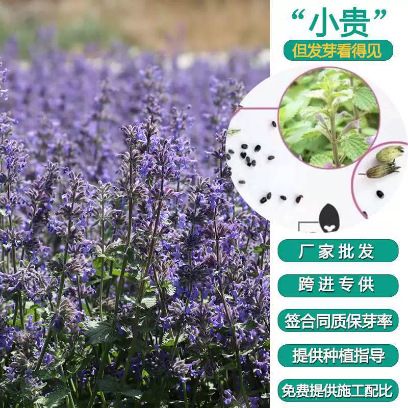 Кошачья мята семена непета цветок морской пейзаж растение цветок семена мультисезонный посев настоящая кошачья мята семена цветов Семена