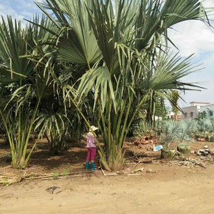 209 base supplies shellfish palm 4-8 meters high seedlings large tropical palm plants street trees