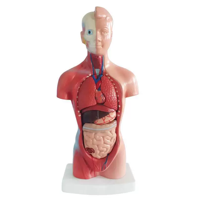 Physiological innards, heart, medicine teaching aids for teaching maths, children's skeleton, 28cm, anatomy, wholesale