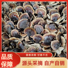 源头批发灵芝小金边灵芝整朵泡酒煲汤菌香味浓带货长白山野生灵芝