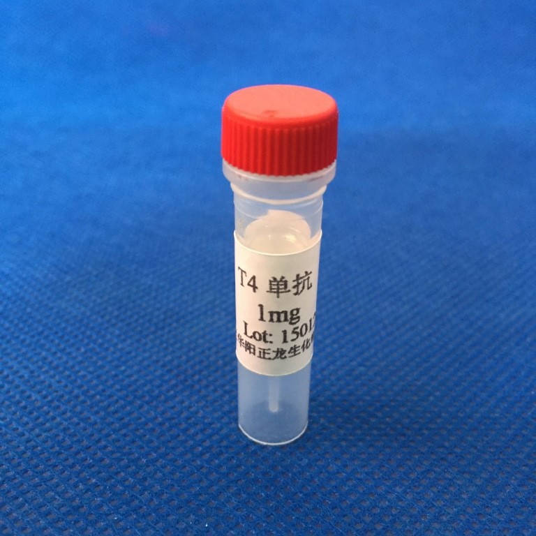 T4单克隆抗体