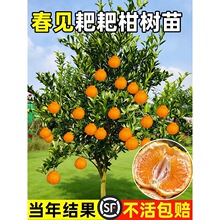 �����Ĵ���Ҋ�ҰҸ̘���޽ӹ������θ��ָ̳����ϱ����Nֲˮ����